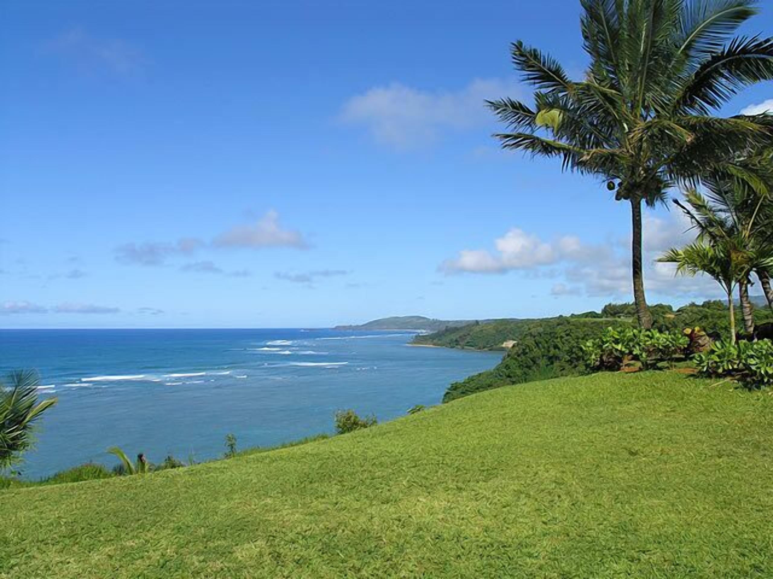 A coastal landscape with a grassy hill, a palm tree, and the ocean.