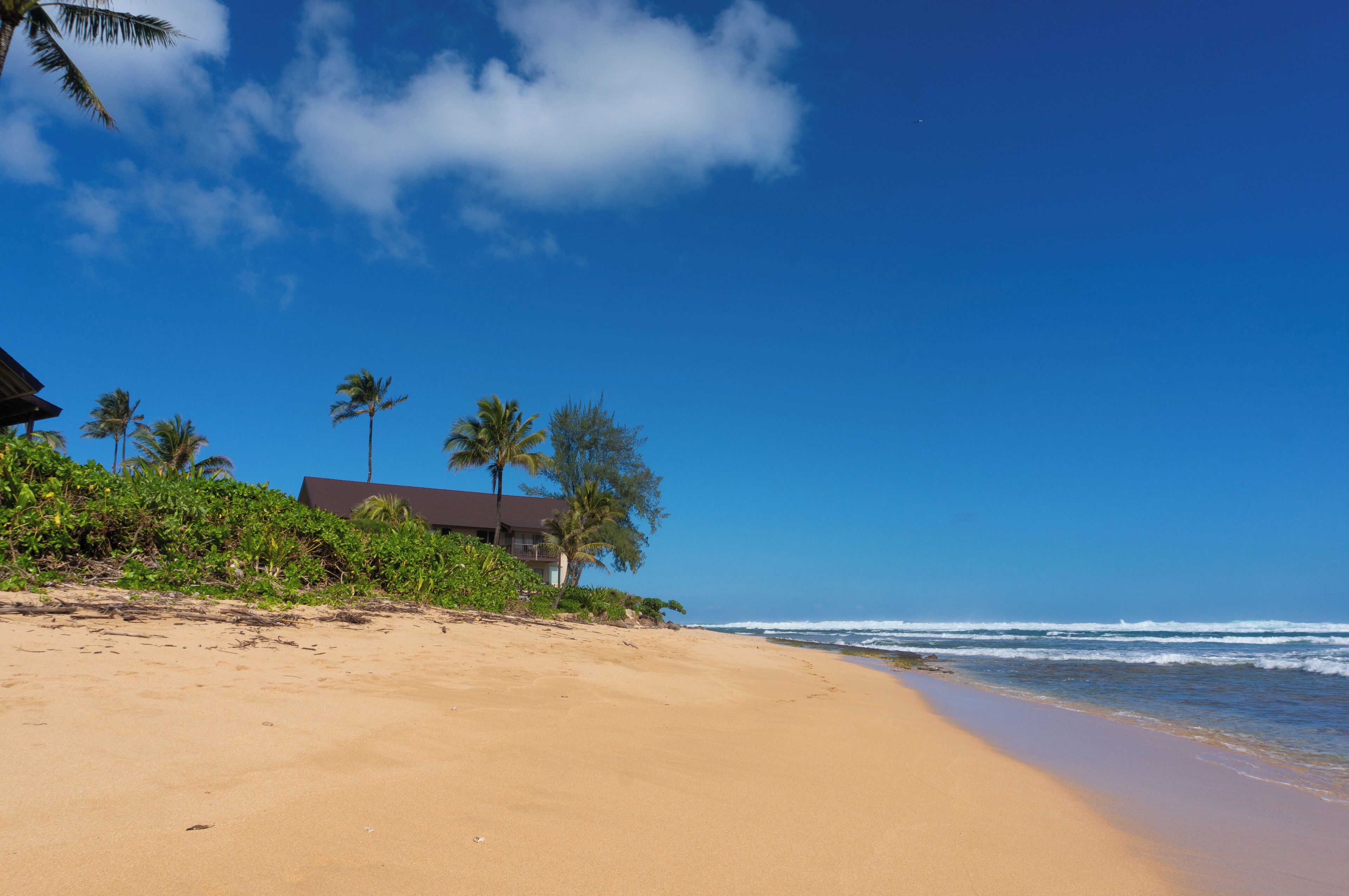 A beach with a house and palm trees.