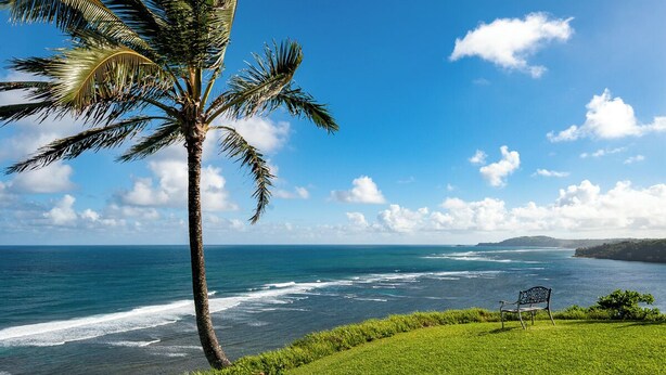 Vista costera con una palmera, olas del océano y un banco en un área verde.