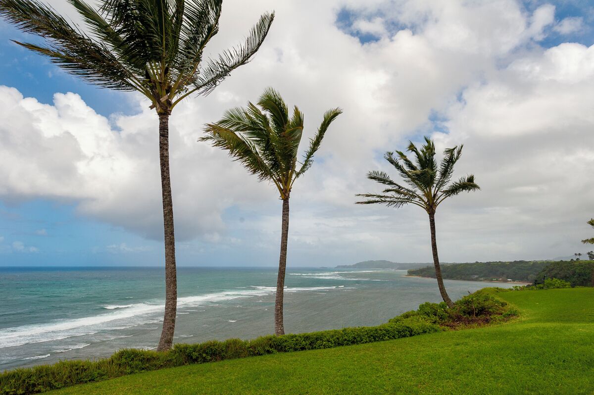 A coastal landscape with palm trees, a grassy foreground, and a view of the ocean.