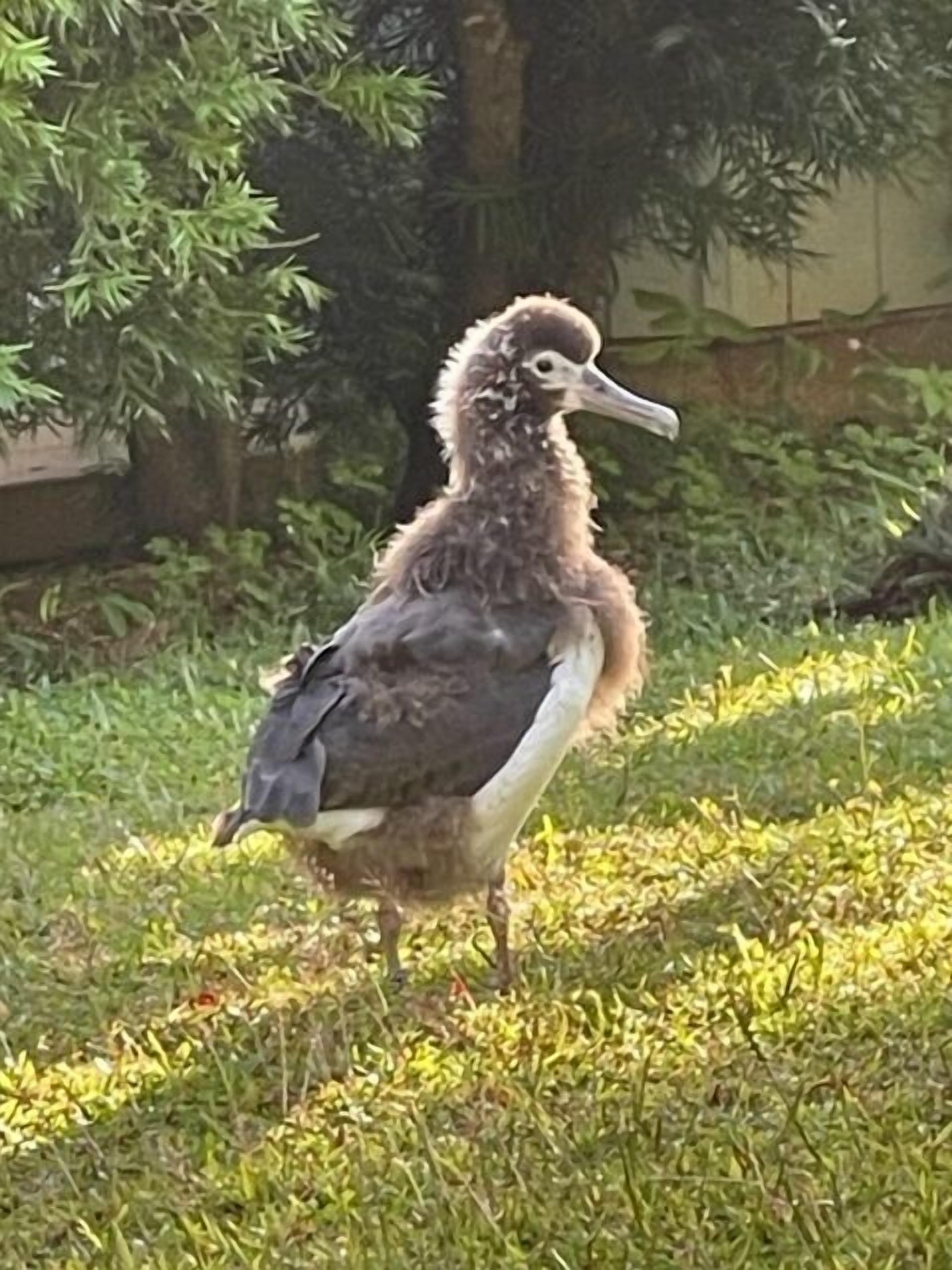 A bird standing on grass.