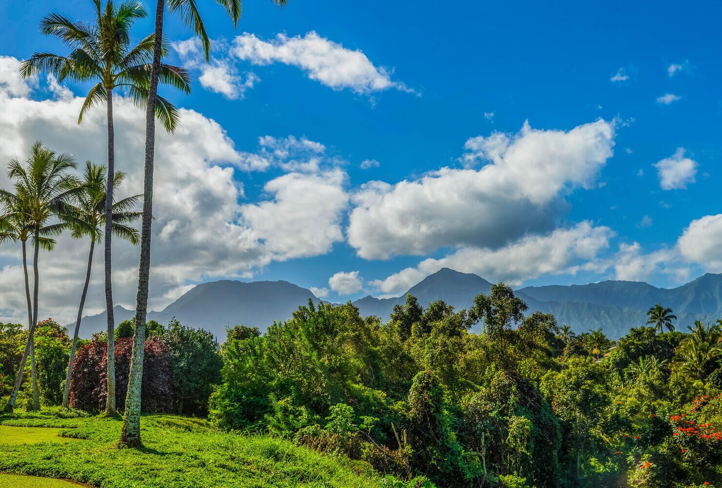A tropical landscape with palm trees, lush greenery, and mountains in the background.