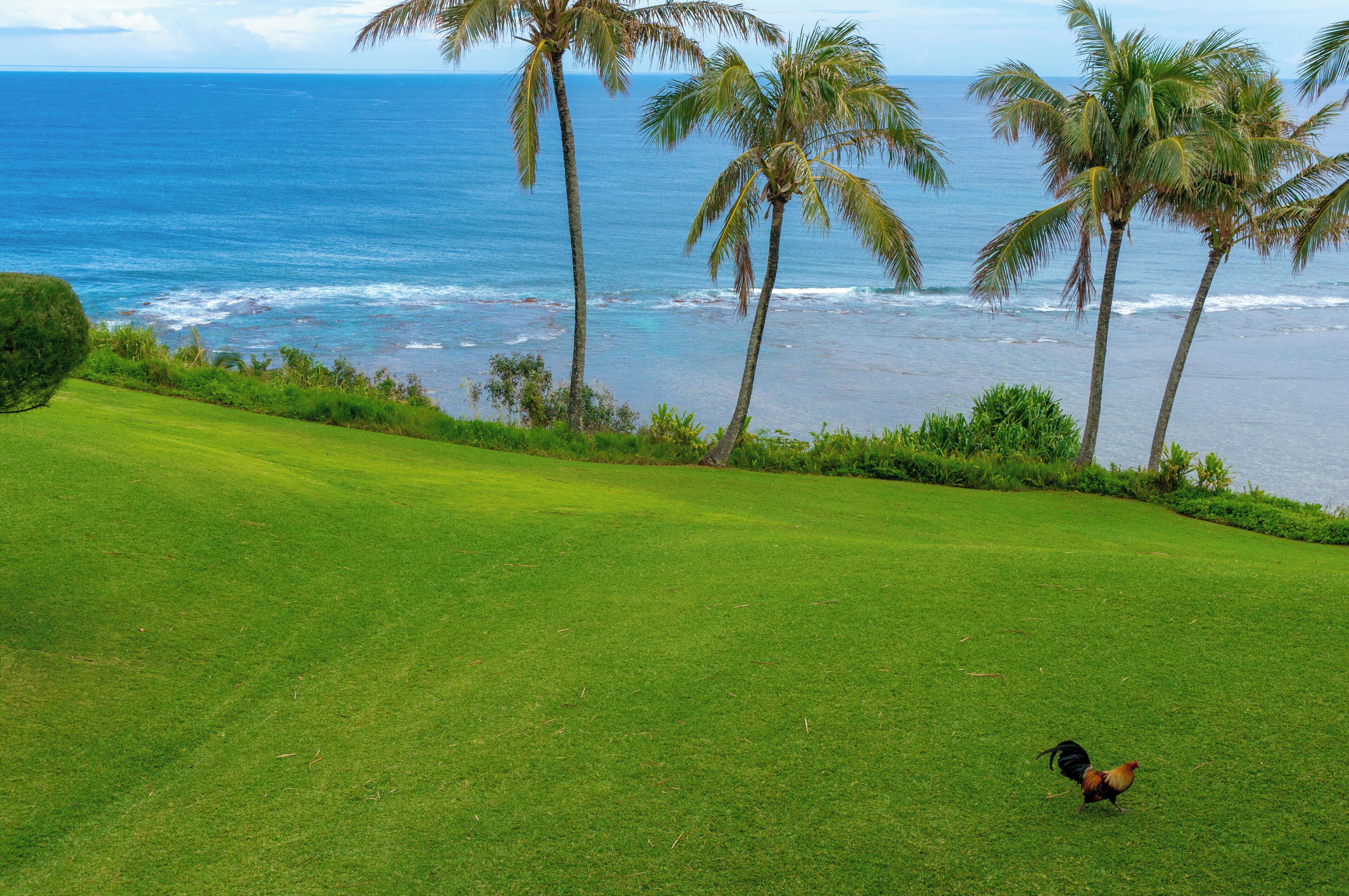 A golf course with a view of the ocean and palm trees.