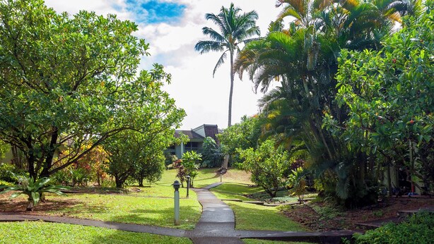 A pathway leading to a building surrounded by lush greenery and palm trees. - Puamana 25A (Princeville)