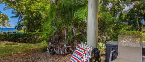 A covered outdoor area with a palm tree, a Playmate cooler, and a chair.