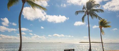 A bench by the water with palm trees and a clear sky.