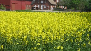 Une grange rouge et une maison au toit en pente, entourées d’un champ de fleurs jaunes.