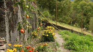 Viñedo con hileras de vides, un muro de piedra y diversas plantas en flor.
