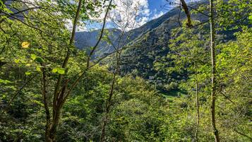 A dense forest with a mountain in the background.