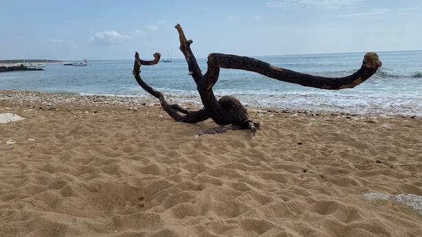 A beach with a large, twisted tree trunk in the foreground. - Room with Private Bathroom near the Beaches of Oléron Island (Le Château-d'Oléron)