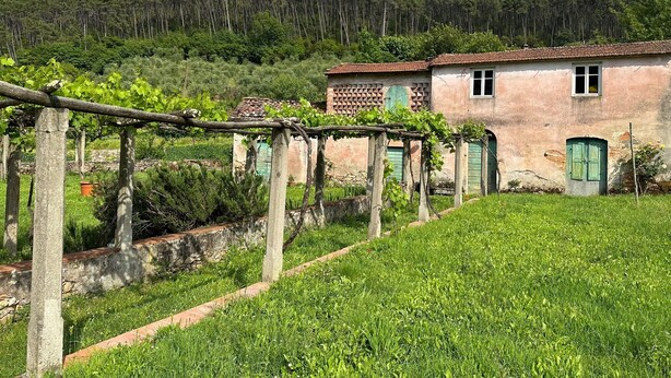 Un vignoble avec des rangées de vignes, un bâtiment rustique avec un toit de tuiles et, au loin, une colline boisée.