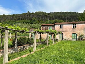A vineyard with grapevines, a rustic building with a tiled roof, and a forested hill in the background. - Villa 'Tuscany Charme Coselli Restored' with Private Pool, Private Garden and Wi-Fi (Capannori)