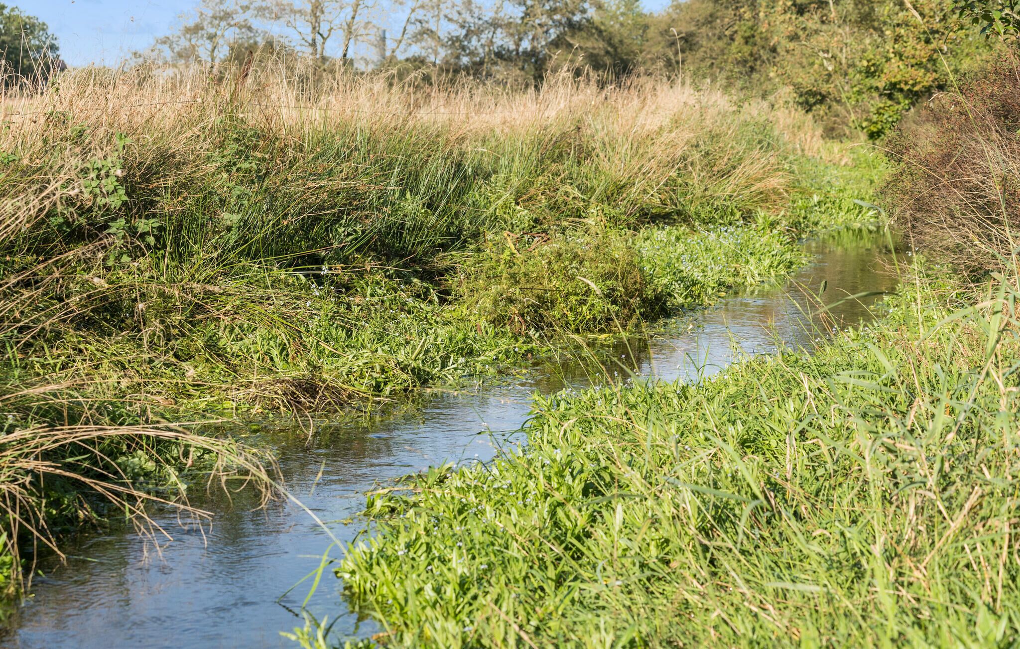 Een smalle watergang omringd door dichte begroeiing en bomen.