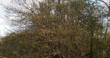 Off-grid Cork Cabin With It's Own Island
