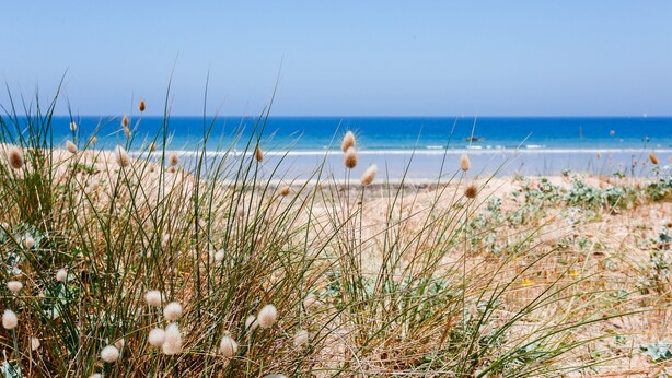 A beach with tall grasses and a clear view of the ocean.