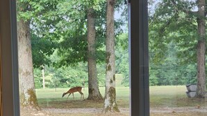 Ein Reh in bewaldeter Landschaft, sichtbar durch ein Fenster.