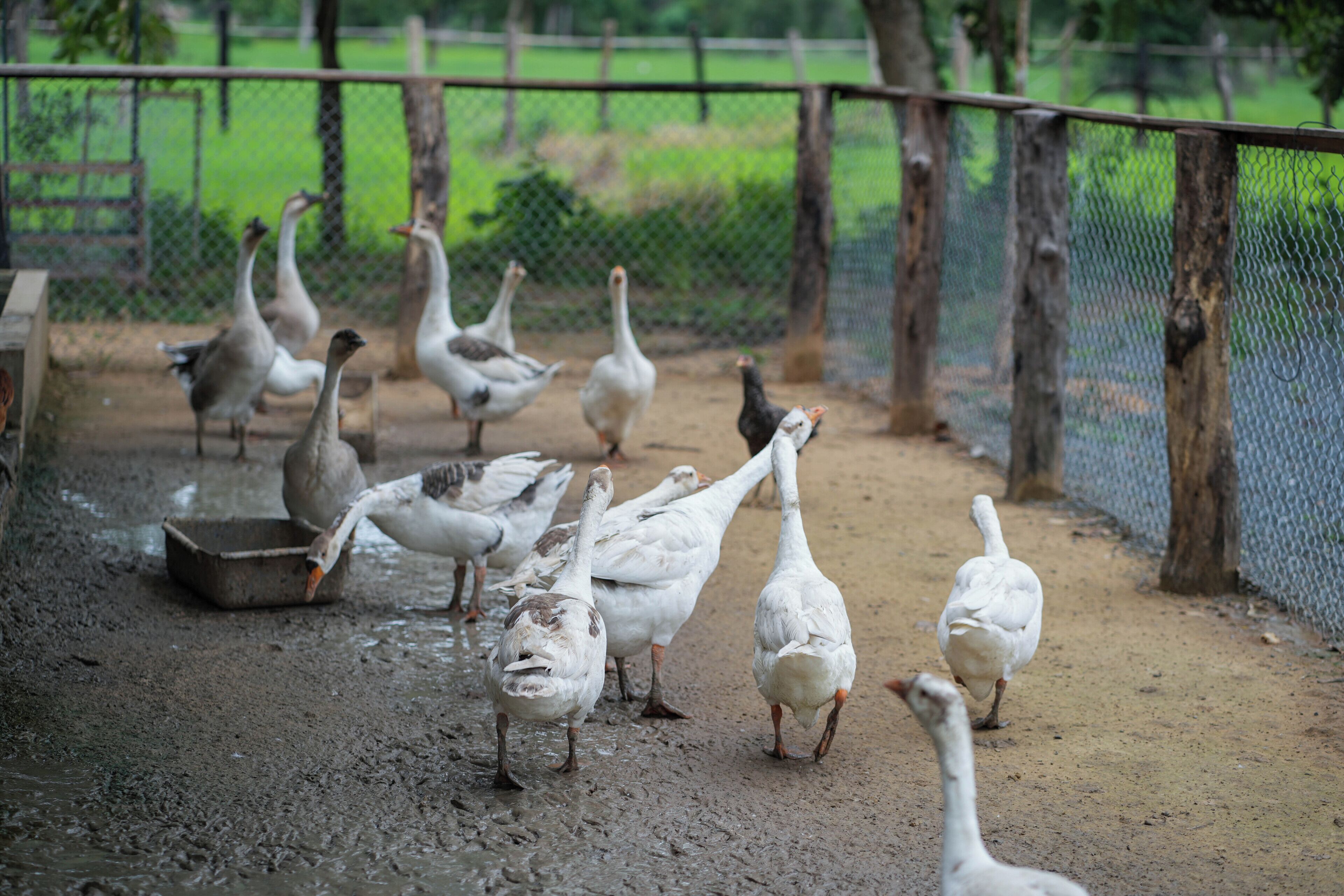 A group of geese in a fenced enclosure with a dirt ground.