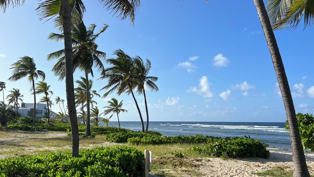 A beach with palm trees, a sandy path, and the ocean in the background.