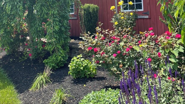 Een rode houten woning met een ster op de gevel, omringd door een tuin vol planten en bloemen.