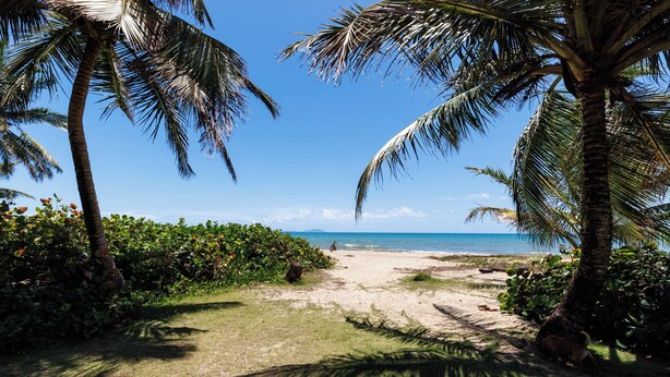 A beach path leading to the ocean, surrounded by palm trees and greenery.