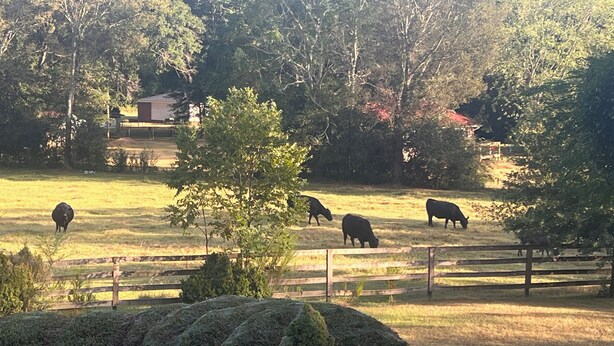 A rural landscape with a fenced pasture, trees, and a building in the background.