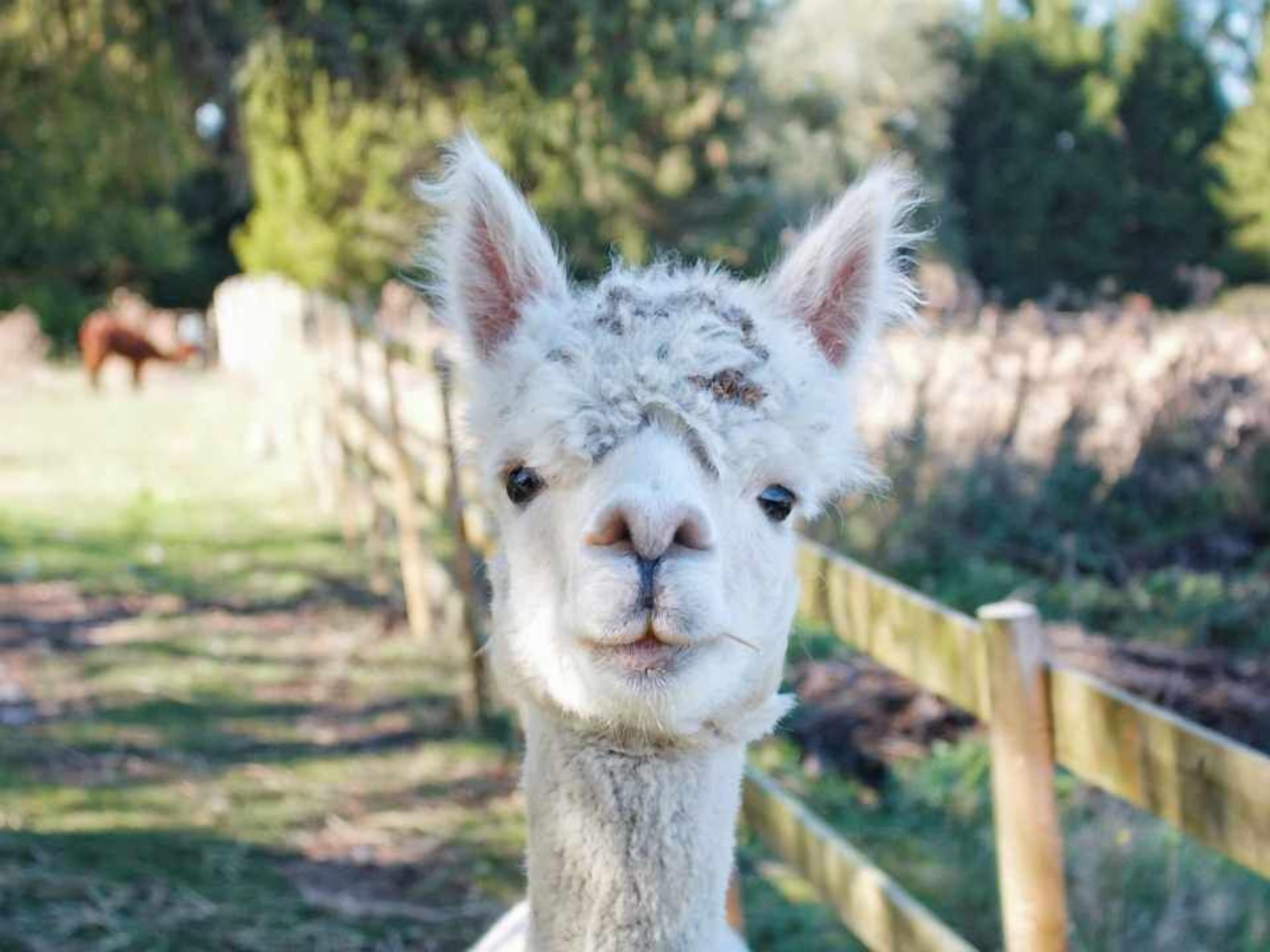 A close-up of a llama's face with a blurred background of a fenced area and trees.
