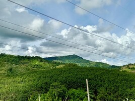 Un paysage verdoyant et luxuriant, avec une montagne en arrière-plan et des lignes électriques au premier plan.