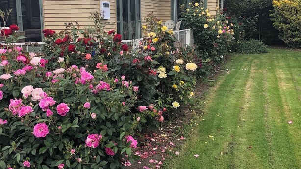 A house with a garden full of roses and a well-maintained lawn. - Rose End Escape.
Home comfort in the central Wairarapa country side  (Dalefield)