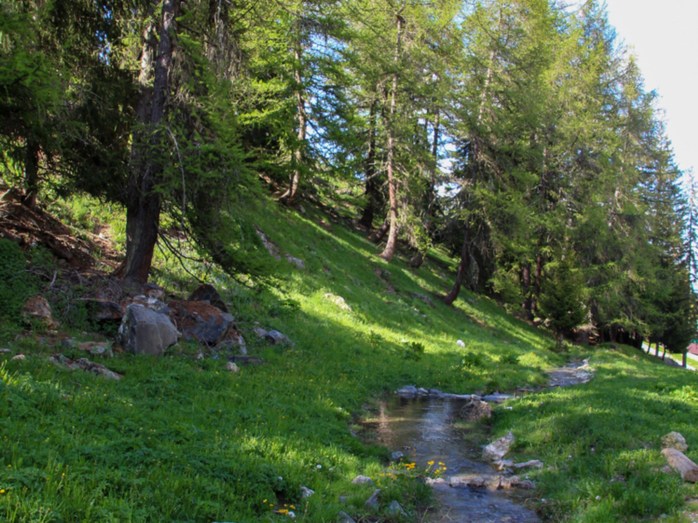 Paisatge natural amb un pendent herbaci, un petit rierol i arbres.