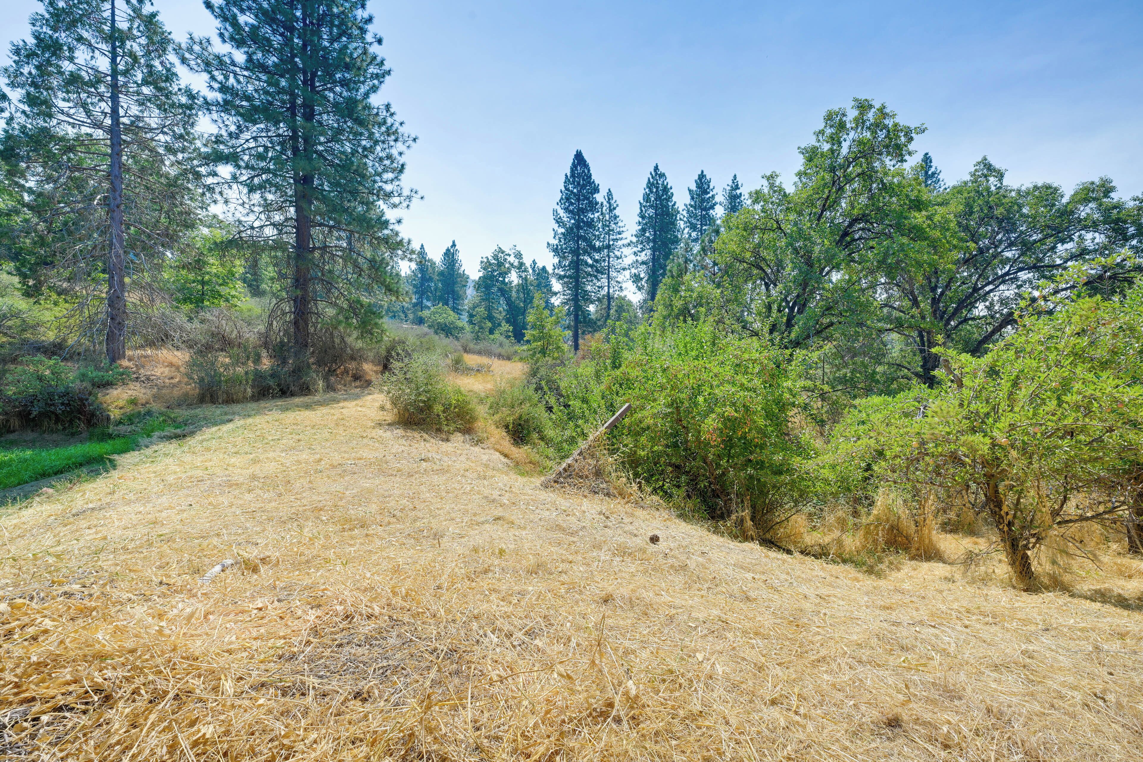 A natural landscape with a dirt path, dense trees, and dry grass.