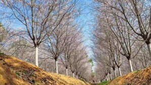 Um caminho arborizado, área gramada e céu claro.