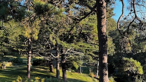 Een natuurlandschap met bomen en grasvelden.
