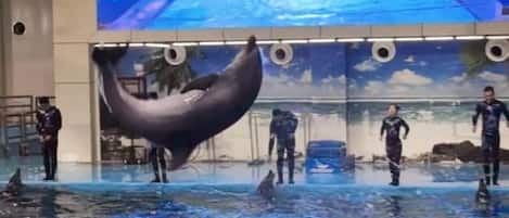Espectáculo de delfines con entrenadores en una piscina, rodeada por una gran pantalla digital que muestra escenas marinas.