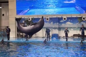 A dolphin performance with trainers in a pool, surrounded by a large digital screen displaying ocean scenes.