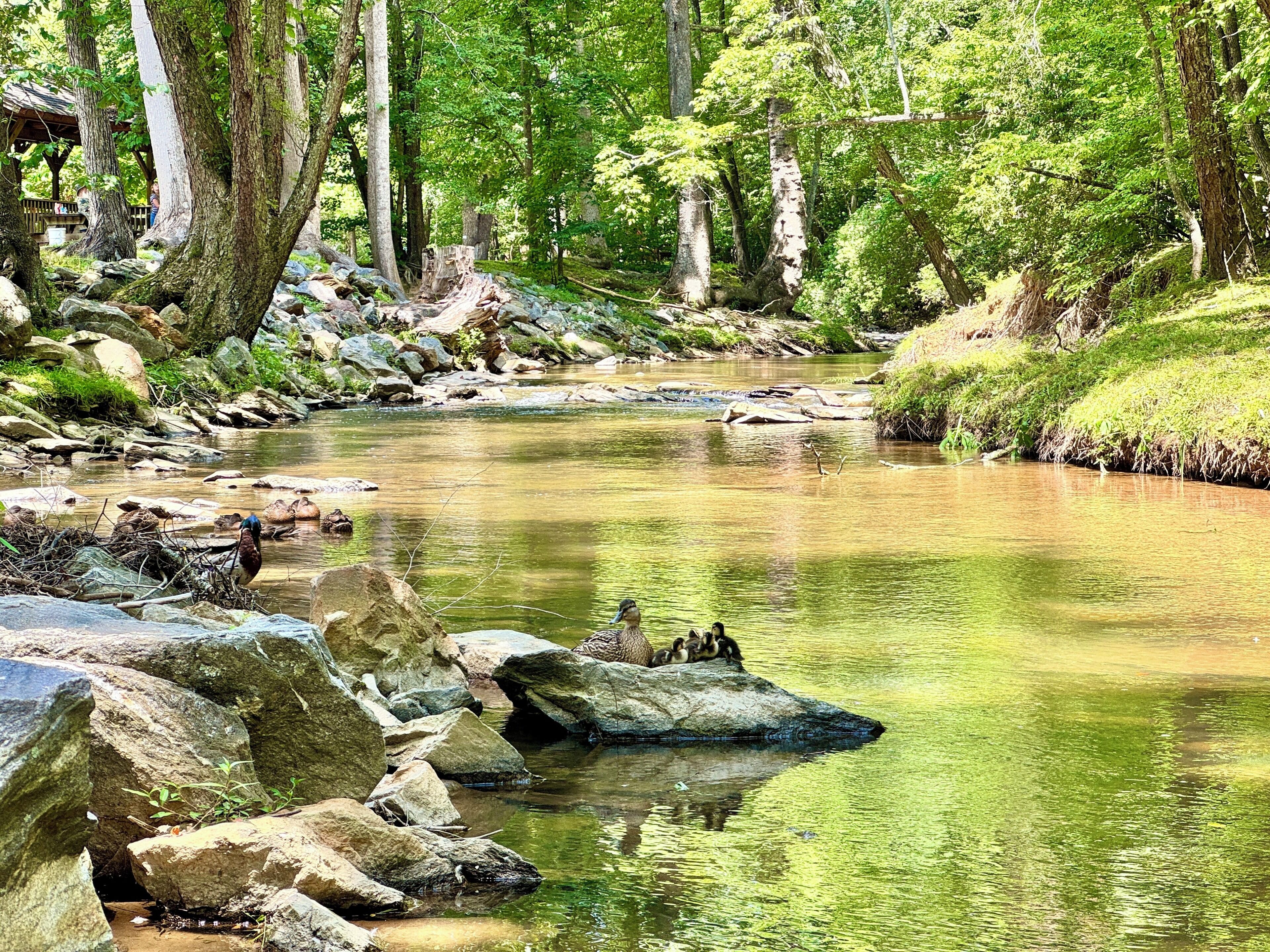 Un río con rocas y árboles.