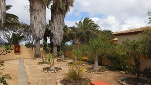 A garden with palm trees, a pathway, and two lounge chairs. - House a few steps from the beach, Porto Santo (Porto Santo)