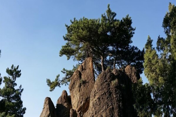 Una formación rocosa con un árbol en la cima, rodeada de otros árboles.