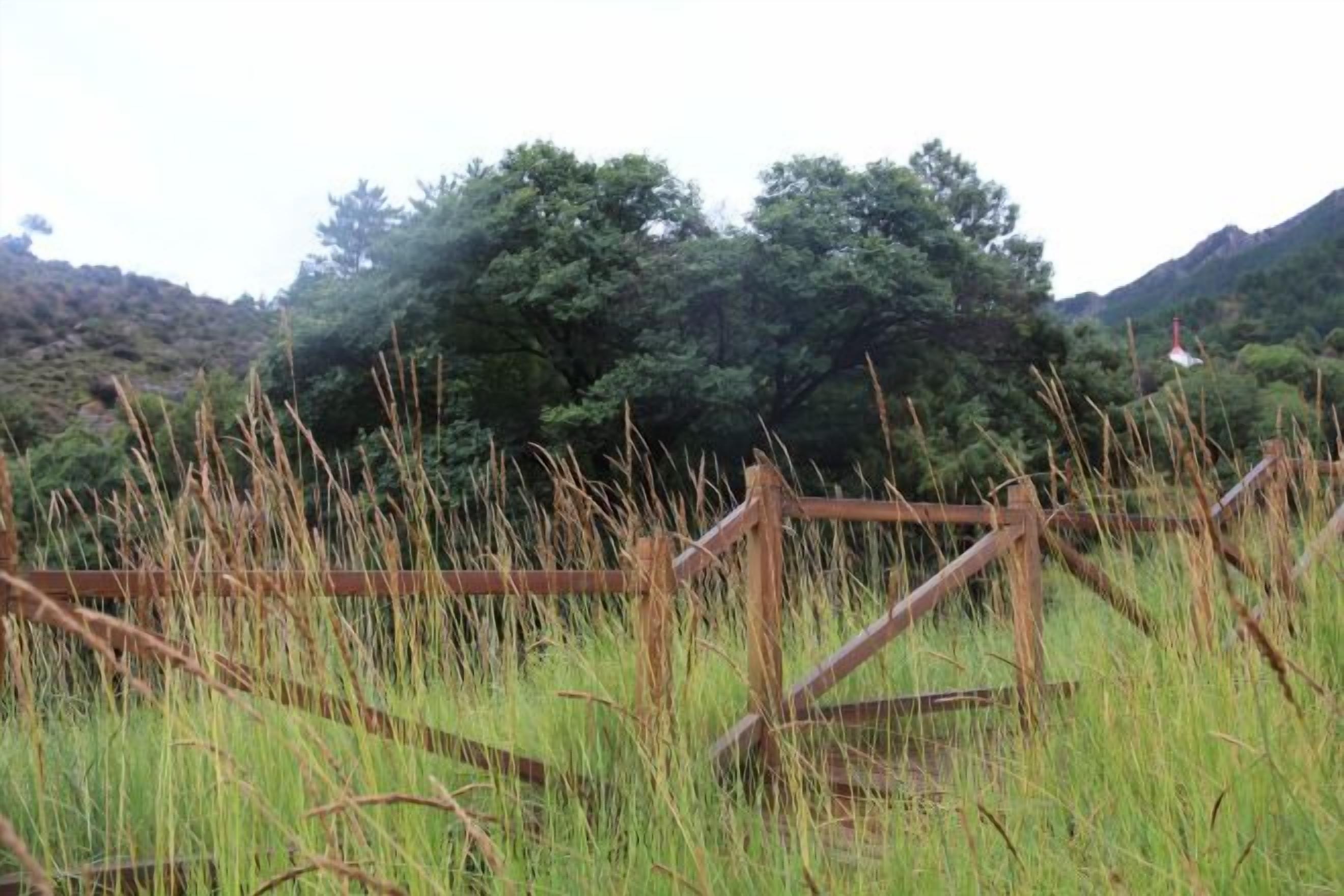 Una valla de madera rústica en un campo cubierto de hierba, con árboles al fondo.