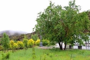 A tree in a grassy area with a structure nearby. - Helan Mountain Forest Park Visitor Service Center (Alxa Left Banner)