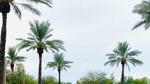 A swimming pool with clear lanes, surrounded by palm trees and lounge chairs.