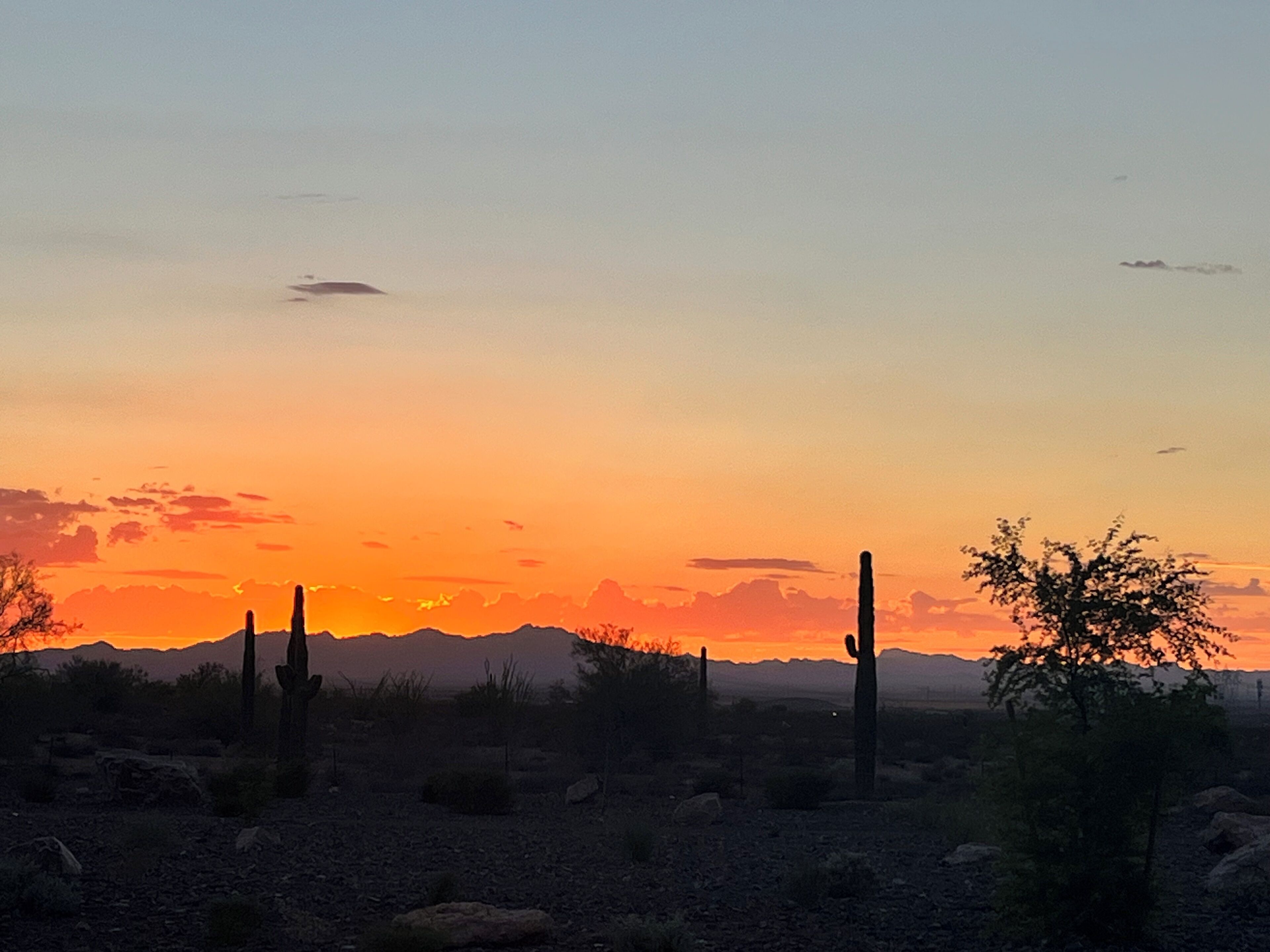 A desert landscape with cacti and mountains during sunset.