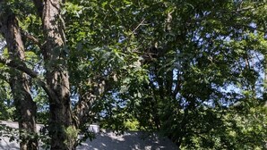 Gos assegut sobre una roca coberta de molsa, amb una casa al fons.