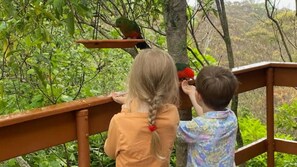 A wooden deck with railings overlooking a forested area. - Mountain View Hideout with Stargazing Telescope (Wentworth Falls)