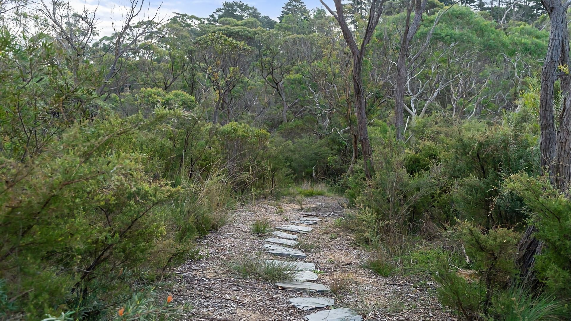 Un sentier naturel avec un chemin de pierres, bordé d’une végétation luxuriante et d’arbres.