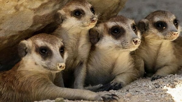 Meerkats sitting closely together in a naturalistic enclosure.