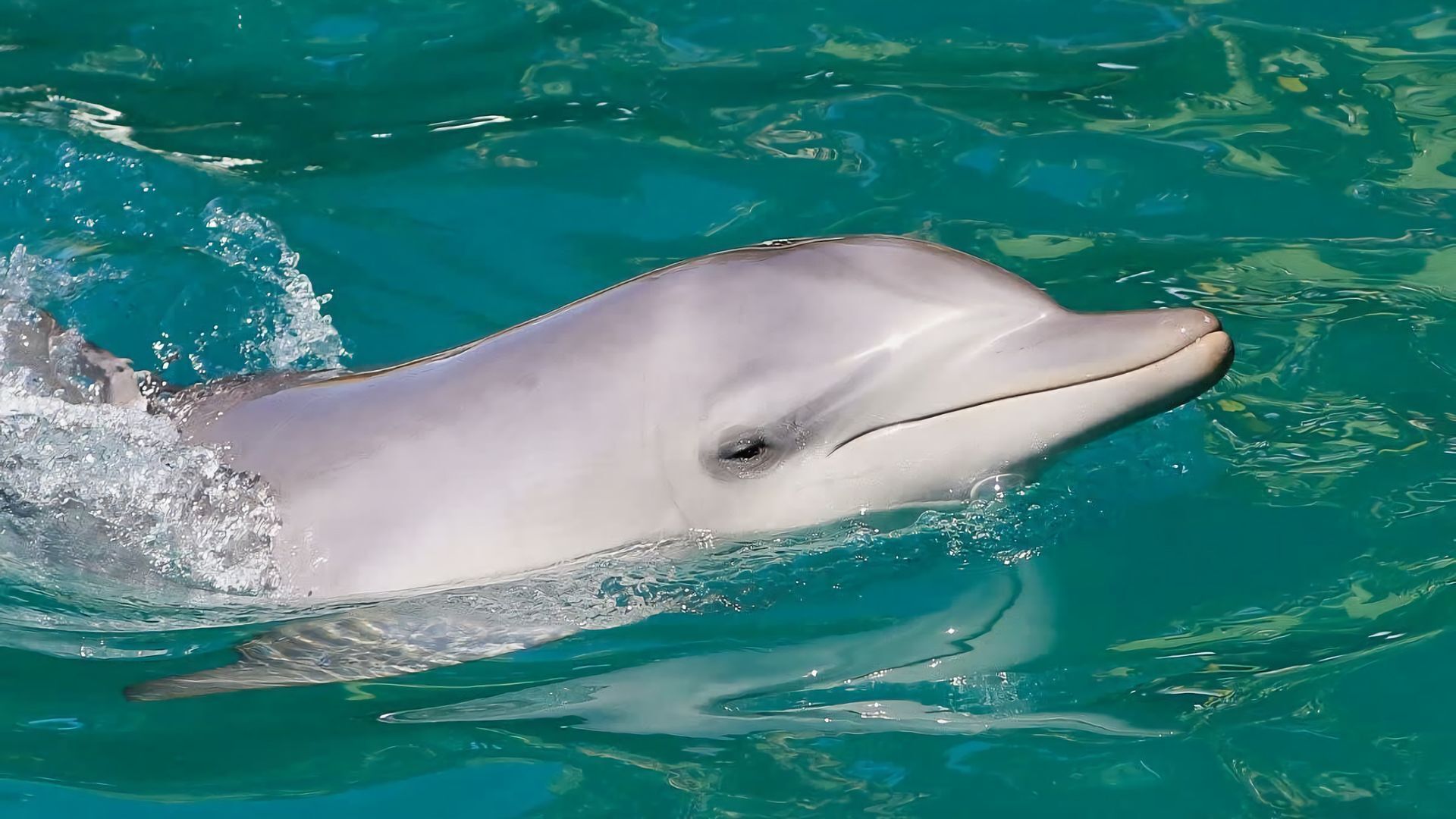 Un delfino nuota in acqua cristallina.