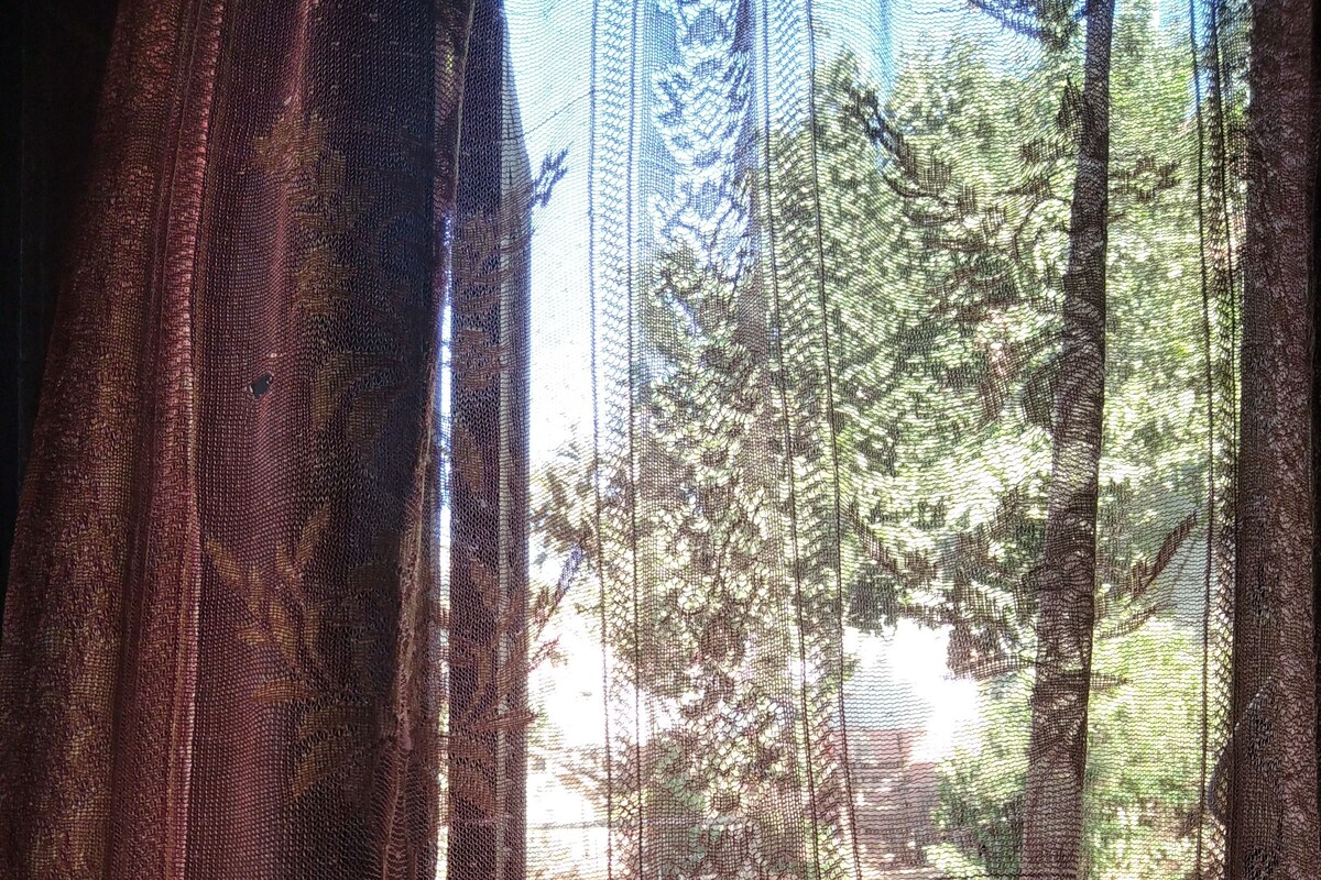 A window with a patterned curtain, through which trees and a building are visible.