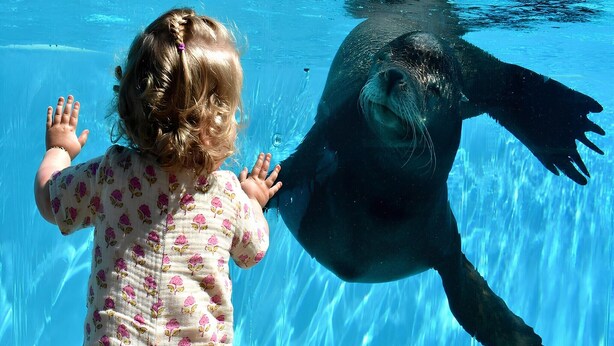 A child and a seal in a pool. - Spacious Bungalow near Water (Breskens)