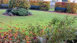 Een park met bankjes, vormgesnoeide hagen en een gazon met herfstbladeren.
