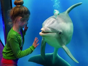 Une personne interagissant avec un grand animal marin dans un aquarium.